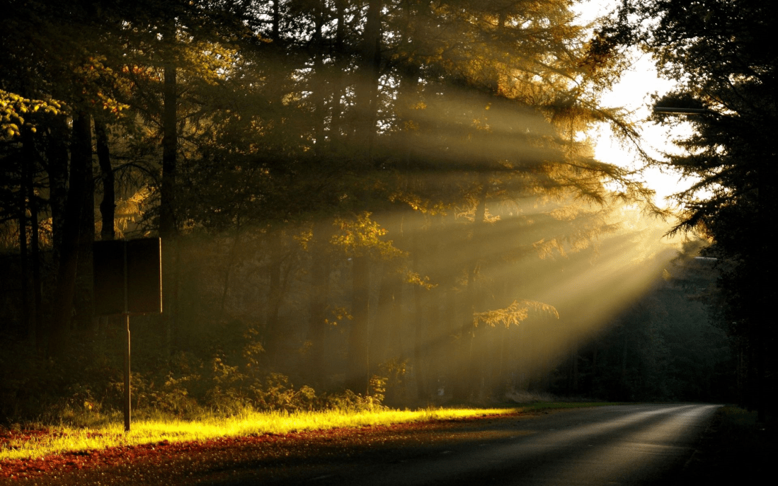 luce nel bosco