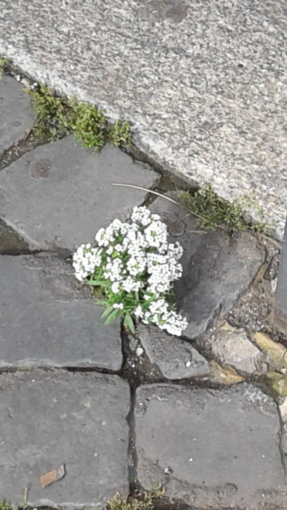 fiori fra i sanpietrini.20190520_173058