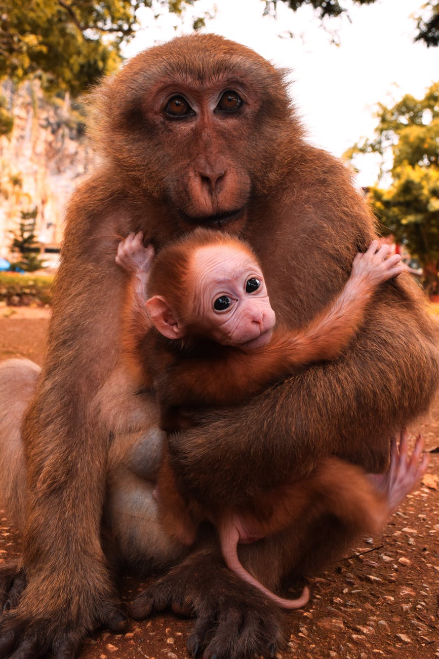 brown monkey holding baby monkey