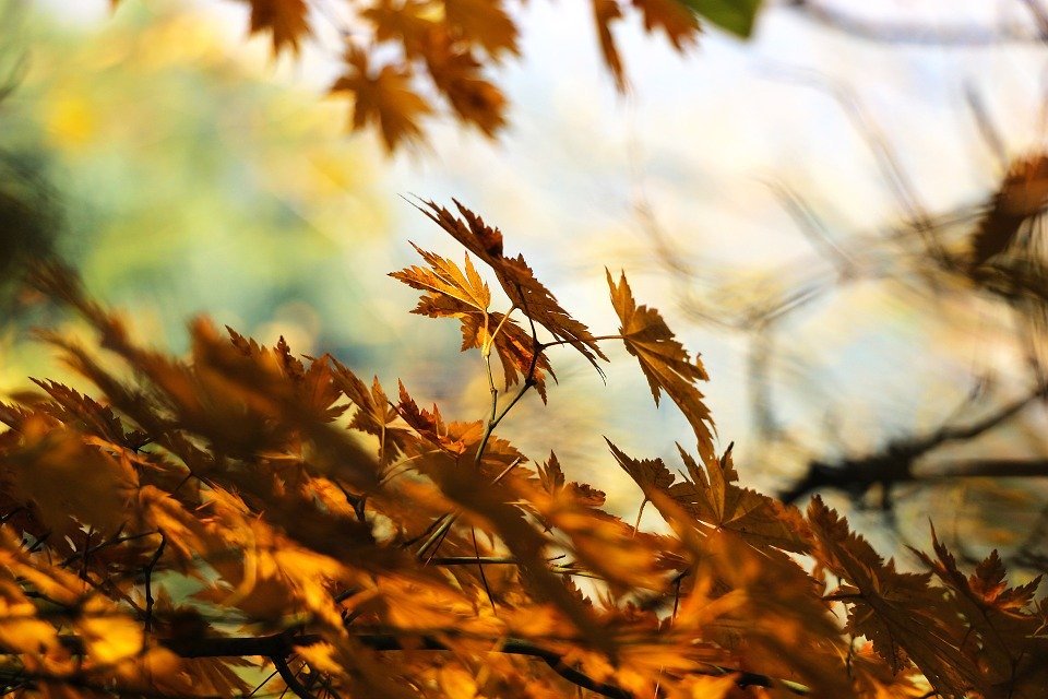 autumn autumn colours brown countryside